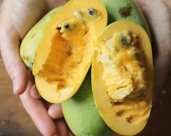 May include: A hand holds several green and yellow pawpaw fruits. One is cut open, revealing bright orange flesh and dark seeds. The other fruits are whole, with a green exterior and a slightly yellow hue.