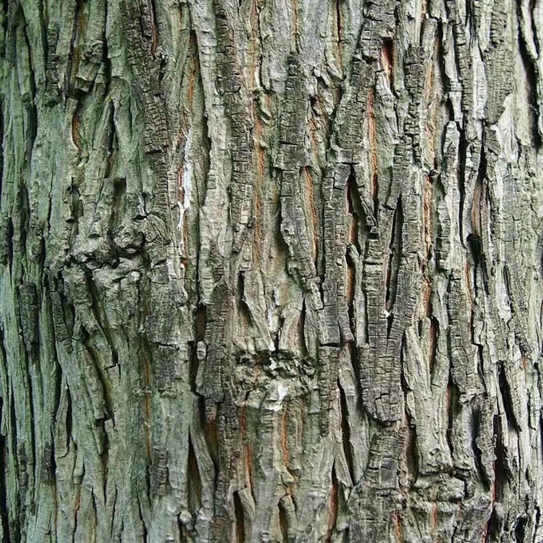 Shellbark Tree Form Shellbark Hickory Tree Seeds | Kingnut Hickory | (carya Laciniosa) - Etsy