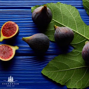 Fig Tree Seeds (Ficus carica) | Hardy, Fast-Growing Fruit Tree for Gardens & Landscaping