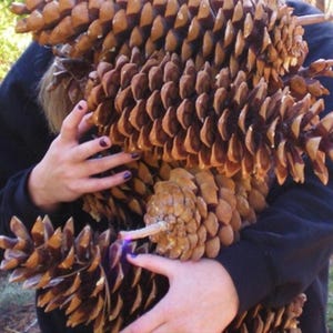 Rare Sugar Pine Tree Seeds (Pinus lambertiana) | Giant, Fast-Growing Evergreen for Reforestation & Wildlife