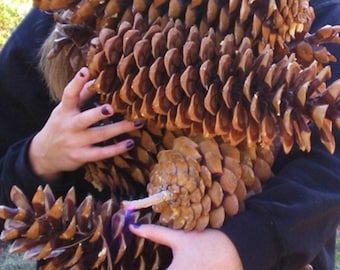May include: A collection of large, brown pine cones with textured scales. The cones are held together, showcasing their size and natural details. The image highlights the natural beauty and intricate patterns of the cones.