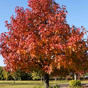 Sweet Gum Tree Seeds | Fall Color Champion | (Liquidambar styraciflua)