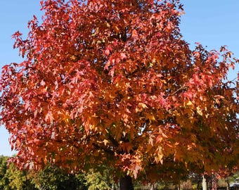 Sweet Gum Tree Seeds | Fall Color Champion | (Liquidambar styraciflua)
