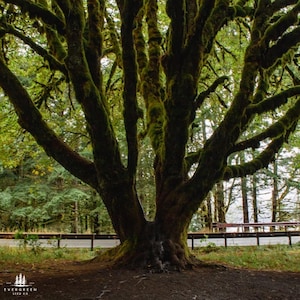 May include: A large tree with a thick trunk and many branches covered in green moss. The tree is in a forest setting with a road and guardrail visible in the background. The logo for Evergreen Seed Co. is in the lower left corner.