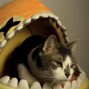May include: A gray and white cat inside a yellow cat bed shaped like a shark's mouth. The bed has white teeth and a black fin. Text above the bed reads "YEP... HE LOVES IT".