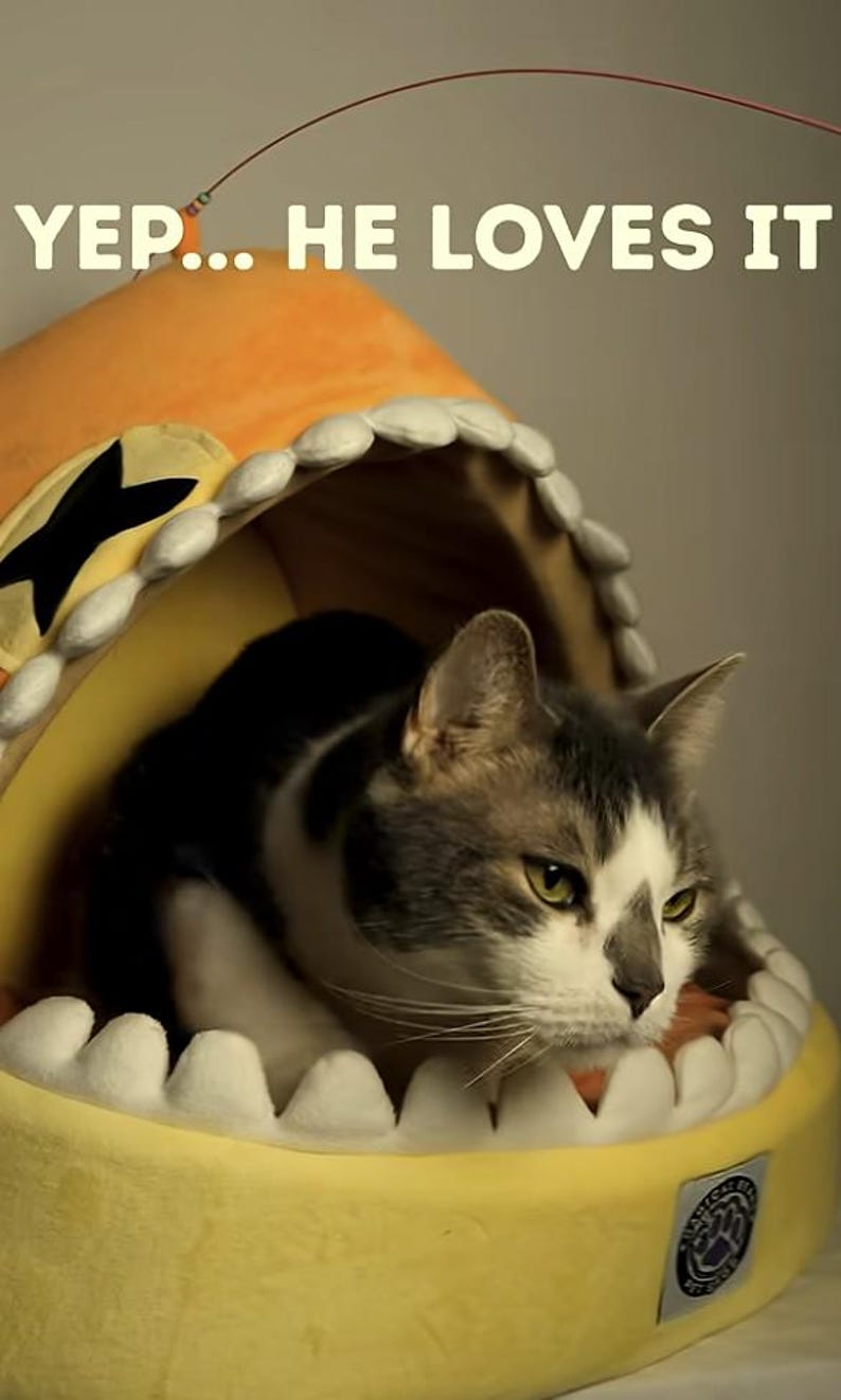 May include: A gray and white cat inside a yellow cat bed shaped like a shark's mouth. The bed has white teeth and a black fin. Text above the bed reads "YEP... HE LOVES IT".