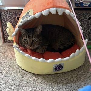 May include: A tabby cat rests inside a shark-shaped pet bed. The bed is yellow with white teeth-like trim and an orange top. A red cushion provides comfort. The cat's fur is brown and black, and it has green eyes.