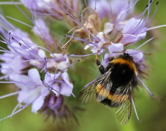 Bee and Flower Print