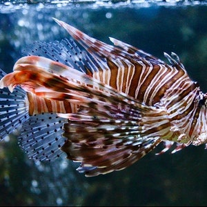 Mediterranean Scorpion Fish Print