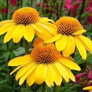 50 Sombrero Lemon Coneflower (Echinacea) Seeds