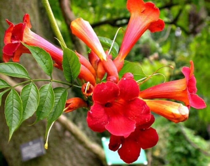 How to Plant Hummingbird Vine Seeds 