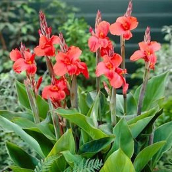 Red Dazzler & Miss Oklahoma Giant Canna Lily Seeds Mix 15+