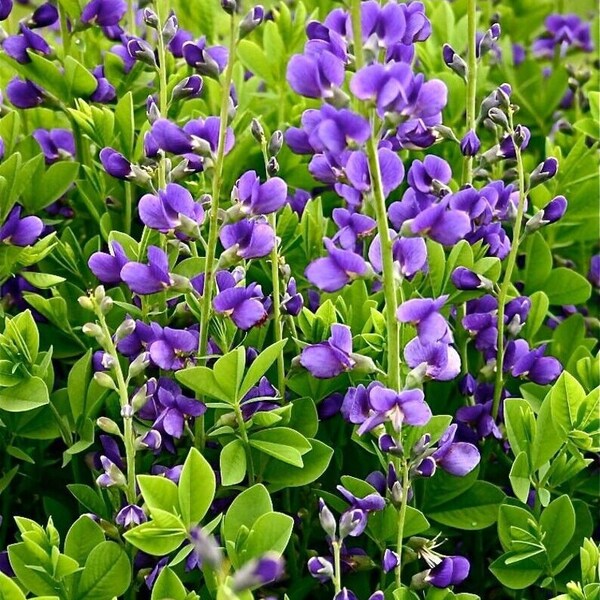 50+ Blue False Indigo Seeds