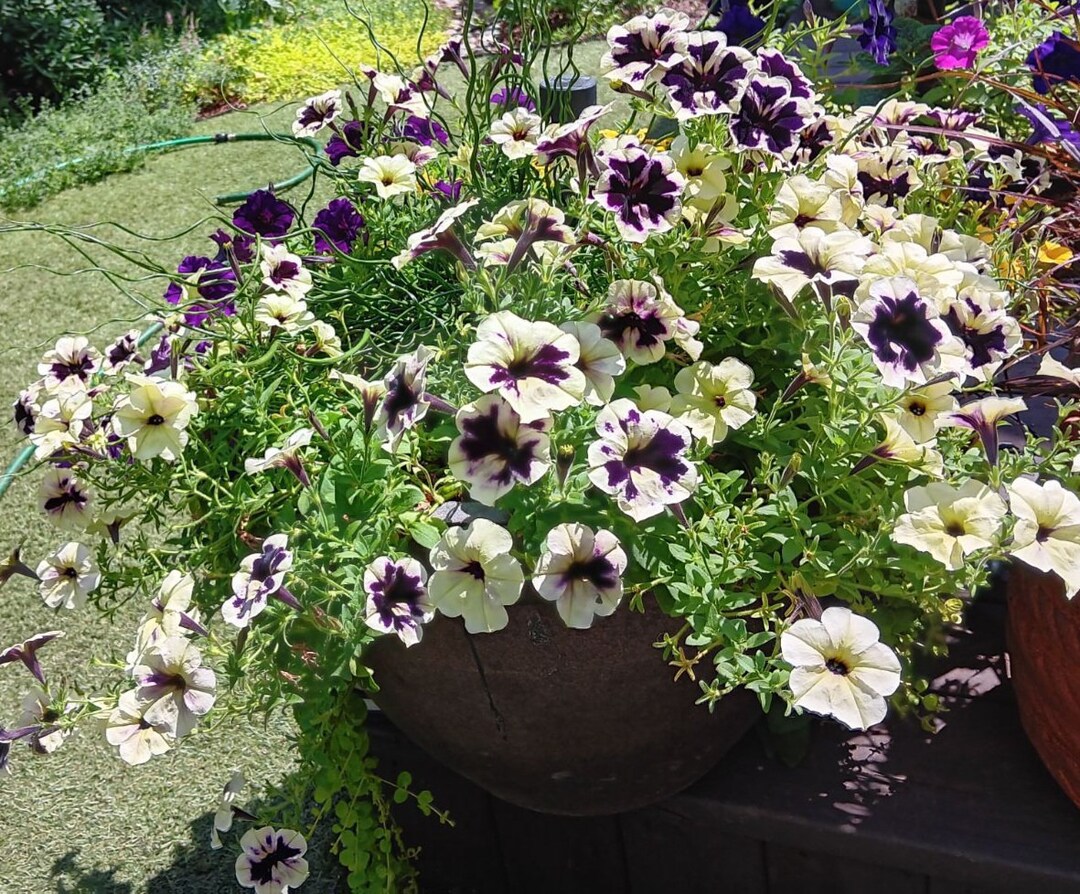 50 Blueberries & Cream Wave Petunia Seeds Etsy