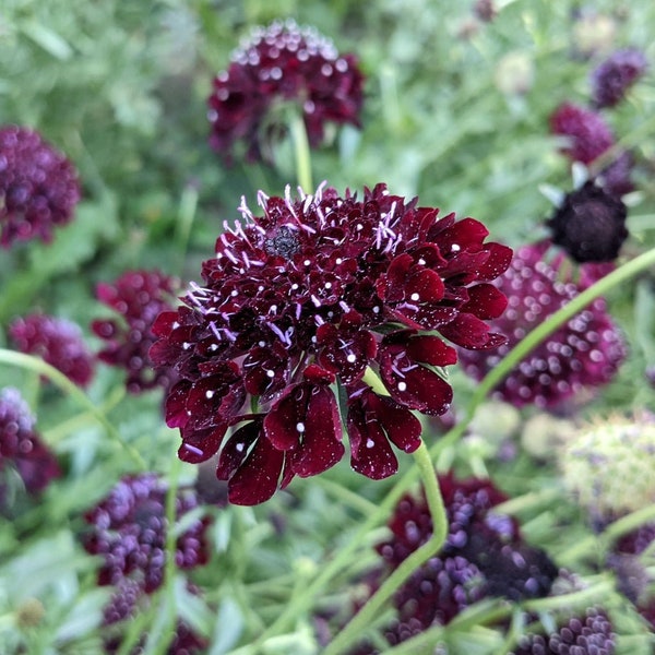 Black Knight Scabiosa - Etsy