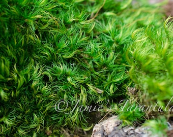Live Moss Mixture/ Mood Moss/ Cushion Moss/ Small Large Pieces of