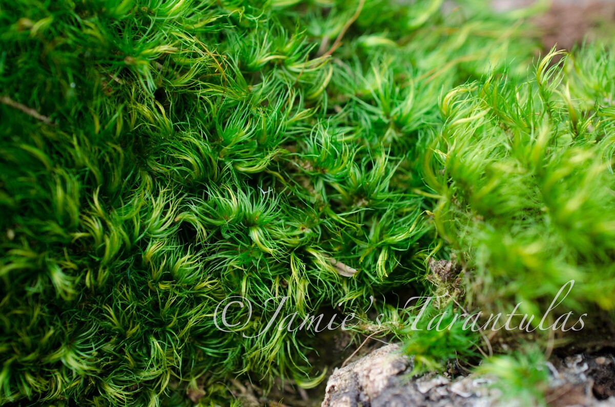 Broomfork Live Moss For Sale