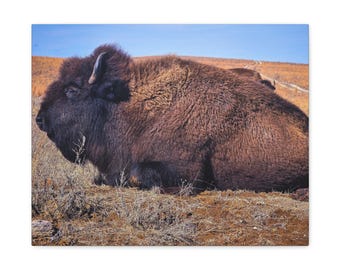 Exploring Kansas Collection Kansas Bison Portrait Canvas