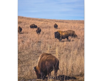 Bison Grazing Maxwell Wildlife Refuge Canvas