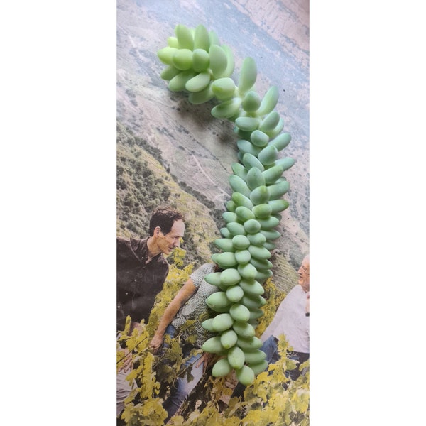 Sedum morganianum - 15 cm stek