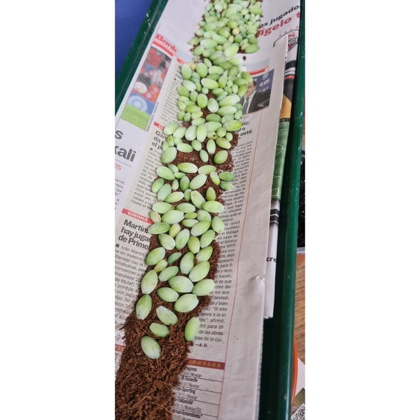 SEDUM MORGANIANUM seeds