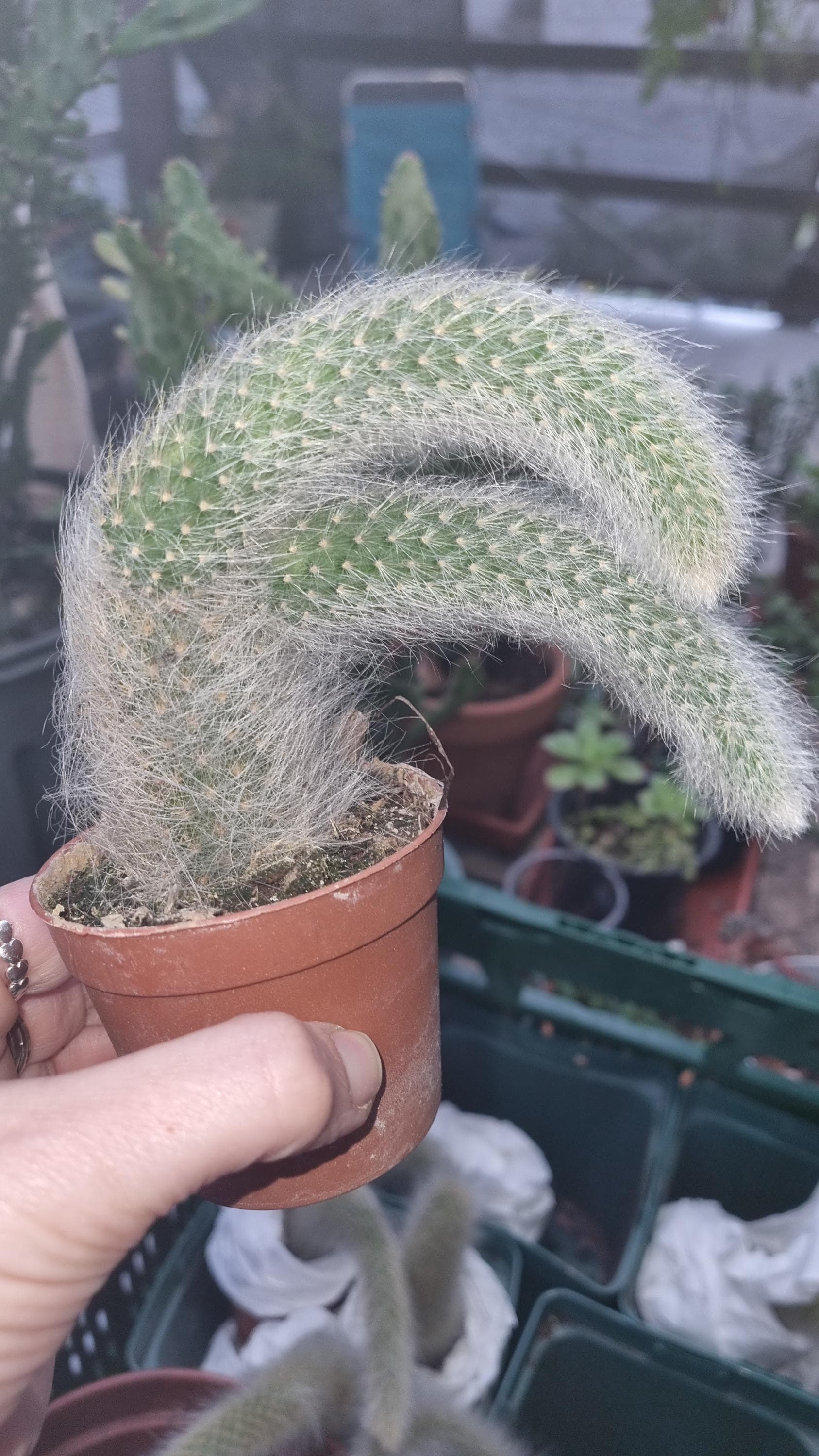 schwarzer gummibaum Gummibaum XL | Ficus elastica