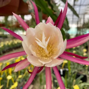 Pode incluir: Close-up de uma flor em flor, com um centro branco creme e amarelo, rodeada por longas pétalas magenta. A delicada estrutura da flor está em foco, contra um fundo desfocado de vegetação e outras flores.