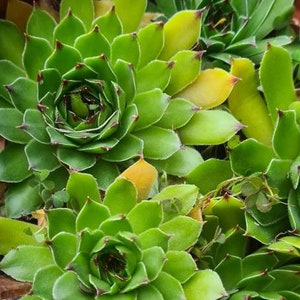 Sempervivum tectorum- planta suculenta viva