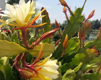 5 Orchideenkaktusblätter