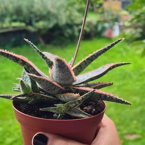 Aloe Christmas Carol