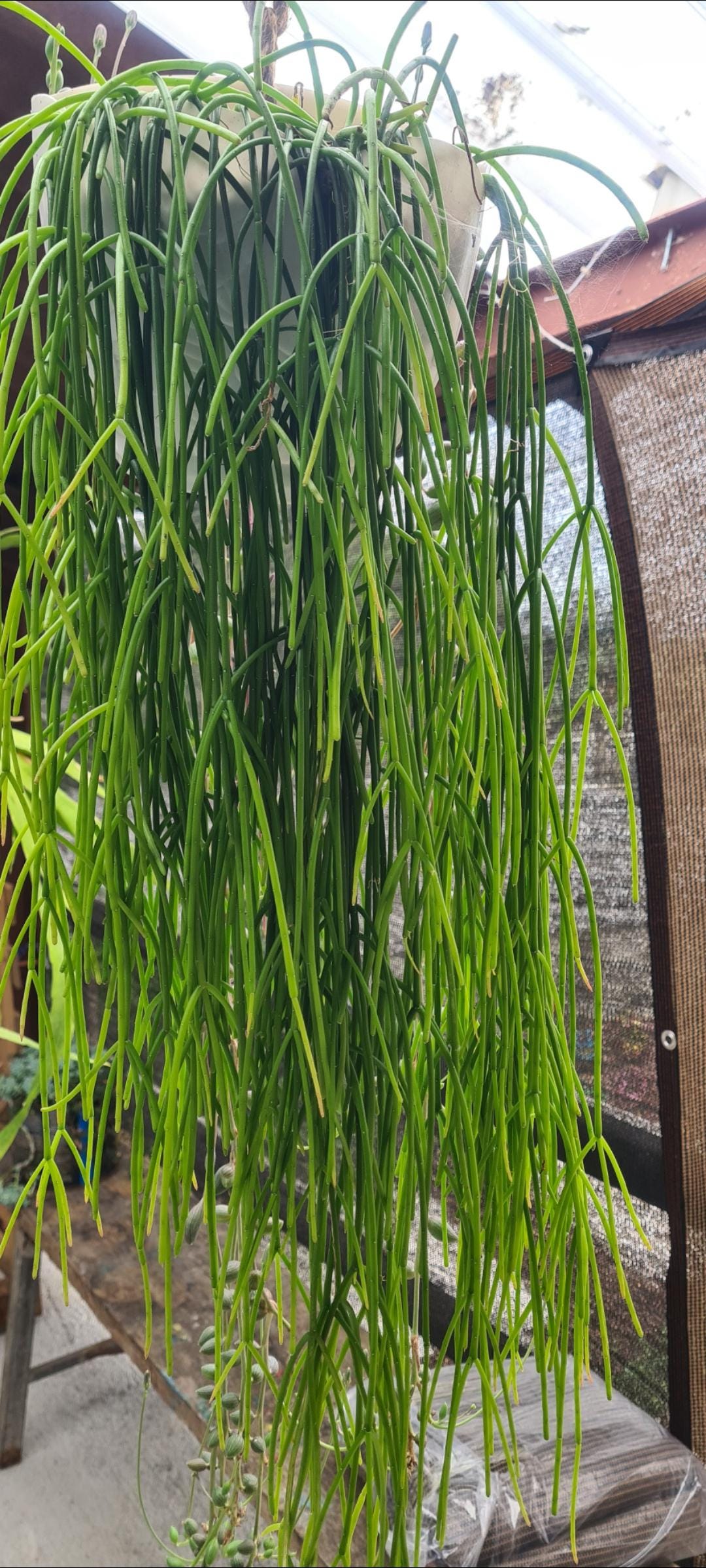 monstera dubia groß Monstera Dubia – Monjungle