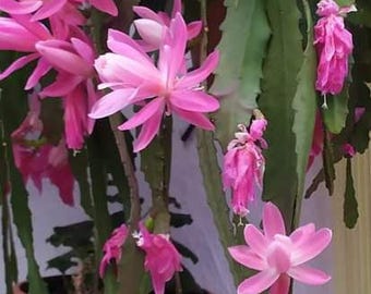 5 foglie di cactus orchidea