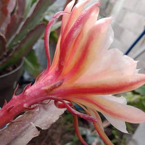Op de afbeelding: Een close-up van een roze en oranje cactusbloem met een rode stengel. De bloem heeft een delicate, gelaagde uitstraling met een wit centrum.