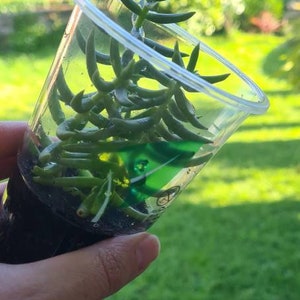 Crassula Tetragona – Miniature Pine