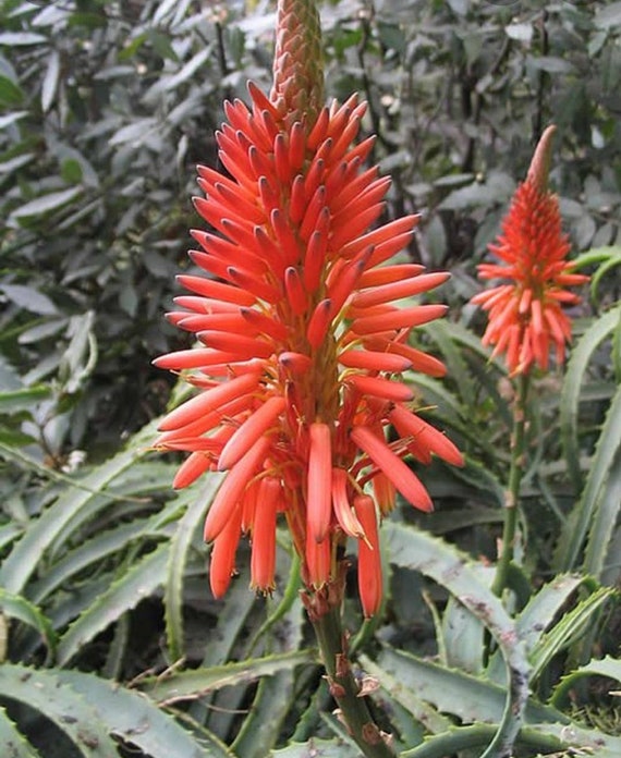 Aloe Arborescens- Live Succulent Plant - Etsy Canada