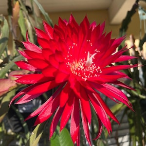 Pode incluir: Uma flor vermelha vibrante com pétalas longas e pontiagudas. O centro da flor apresenta pequenos pontos brancos e um único estame branco. Folhas e caules verdes são visíveis ao fundo.