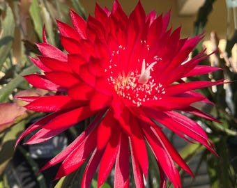 5 foglie di cactus orchidea