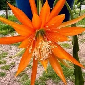 Op de afbeelding: Een levendige oranje cactusbloem met een wit centrum en vele bloemblaadjes. De bloem is in volle bloei en heeft een delicate, ingewikkelde structuur.