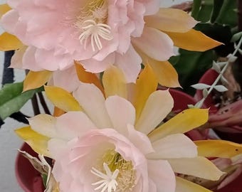 5 Orchidee Cactusbladeren