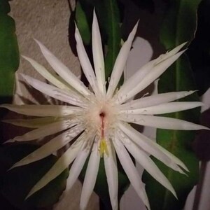 Pode incluir: Uma flor de cacto branca com um centro vermelho e pólen amarelo. A flor tem muitas pétalas e está em plena floração.