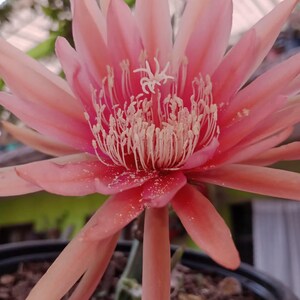 Op de afbeelding: Een roze cactusbloem met een wit centrum en vele bloemblaadjes. De bloem is in bloei en heeft een delicate, ingewikkelde structuur.