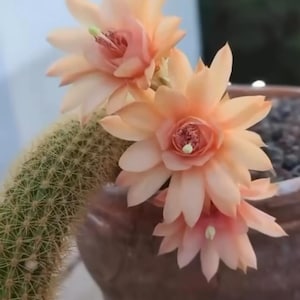 Può includere: Primo piano di un cactus con più fiori color pesca in piena fioritura. I fiori hanno un centro rosa più scuro e uno stame verde chiaro. Il cactus è verde con piccole spine affilate.