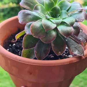 Aeonium arboreum or Aeonium korneliuslemsii
