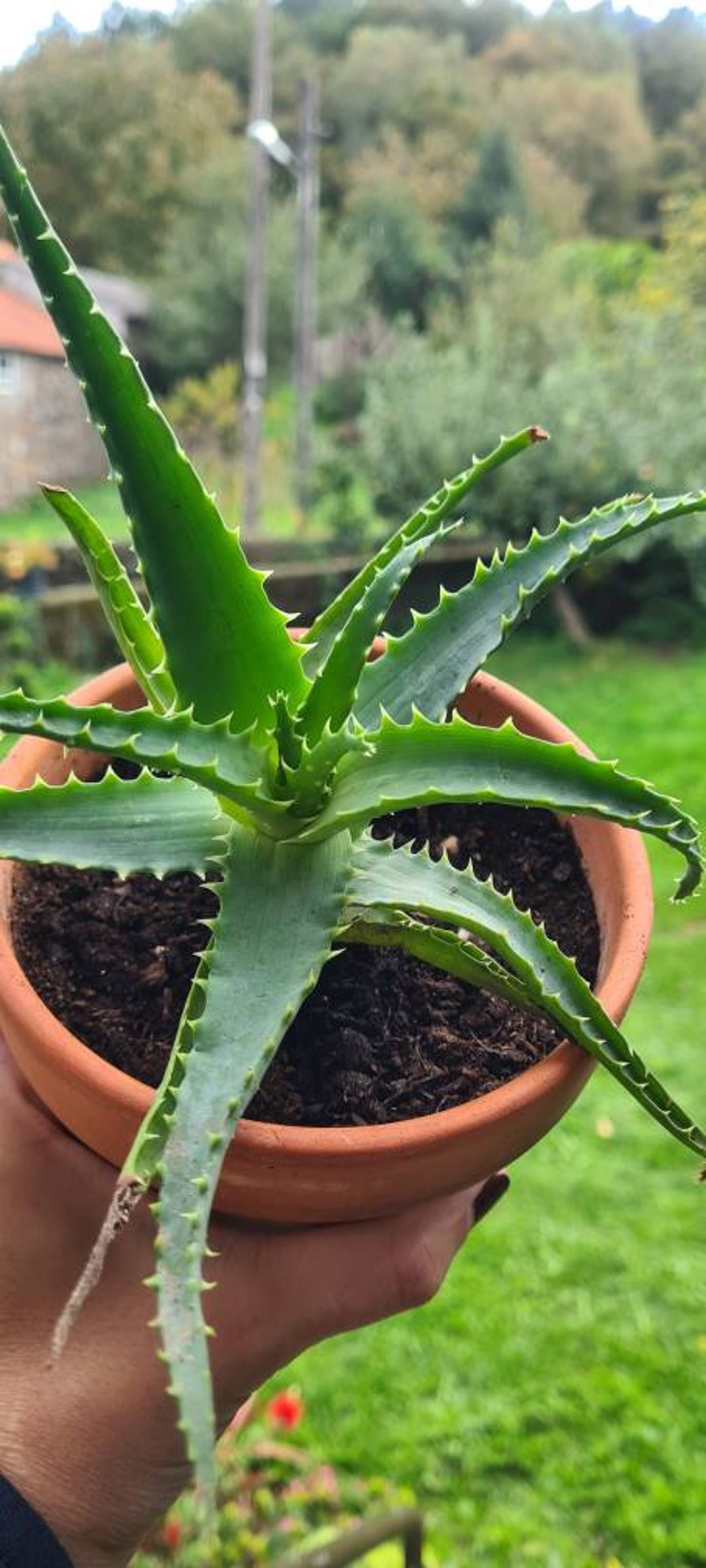 Aloe arborescens  lebende Sukkulente - Etsy.de