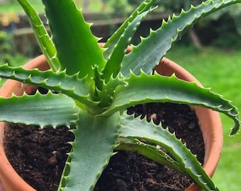 Aloe arborescens, quatre morceaux de grandes plantes de dmarrage de  boutures - Etsy France