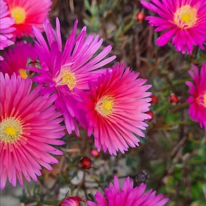 LAMPRANTHUS ROSEUS