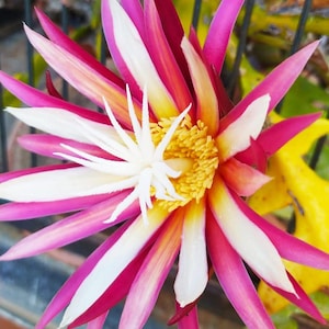 Bouture enracinée de 20-30 cm. Epiphyllum anguliger, Cactus en arête de poisson ou Cactus Ric Rac.