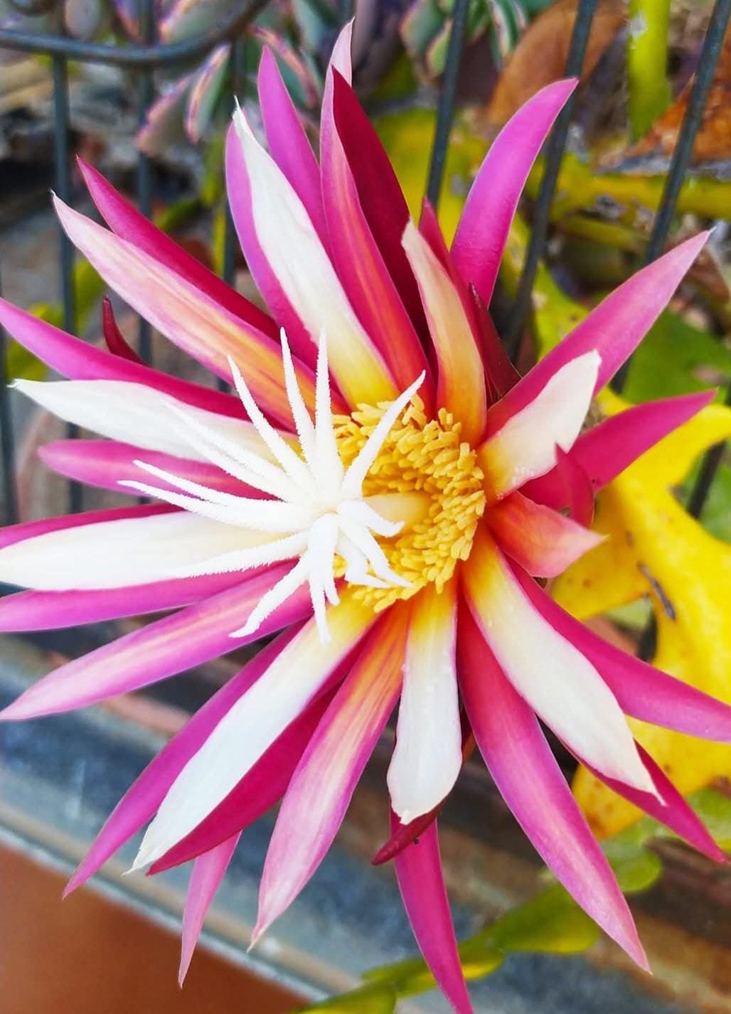 Red epiphyllum - Etsy.de