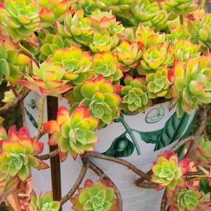 3 onbewortelde rozetstekken. Sedum Palmeri. Lengte circa 10 cm.