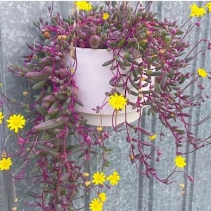 Othonna Capensis - Rubinkette